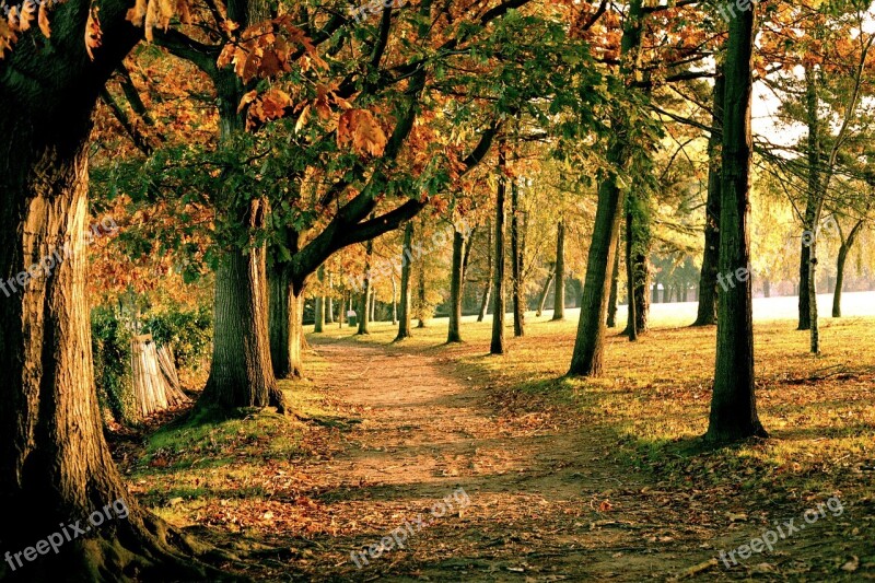 Nantes Autumn Forest Trees Autumn Day