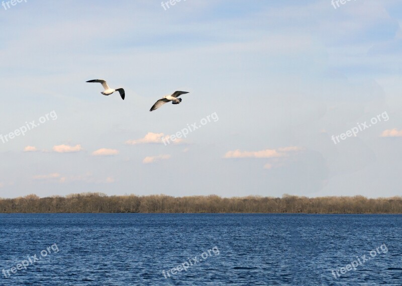 Birds Nature Animal River Landscape