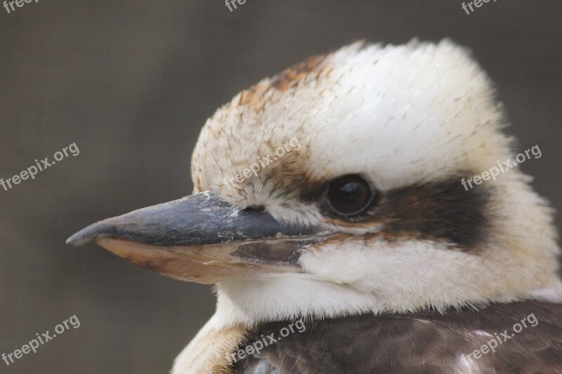 Bird Lachender Hans Zoo Close Up Free Photos