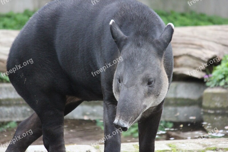 Tapir Zoo Mammal Proboscidea Free Photos