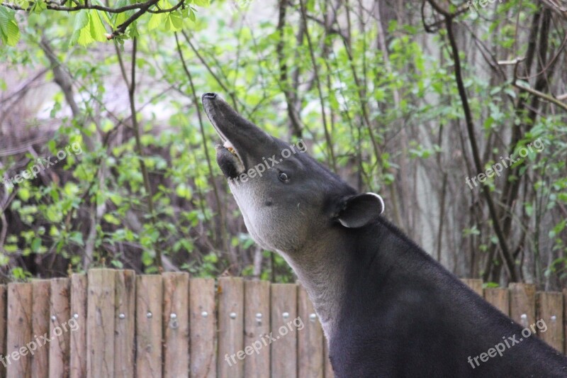 Tapir Zoo Mammal Proboscidea Free Photos