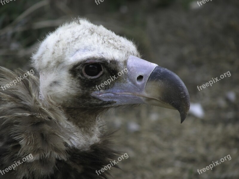 Vulture Bird Scavengers Free Photos