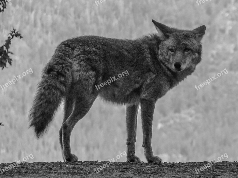 Coyote Yosemite Usa Free Photos