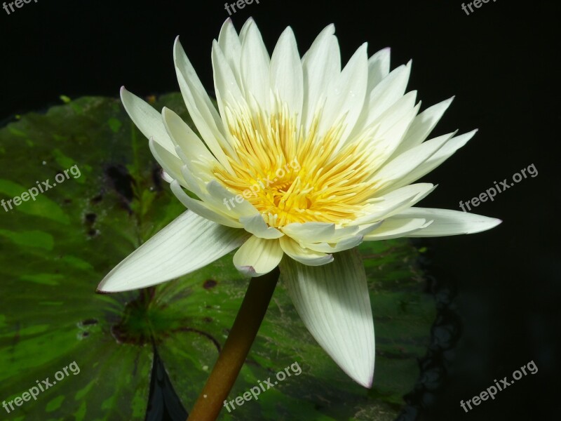 Water Lily White Aquatic Plant Blossom Bloom