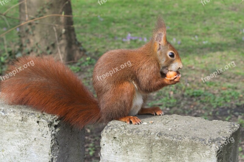 Squirrel Animals Nut Eat Cute