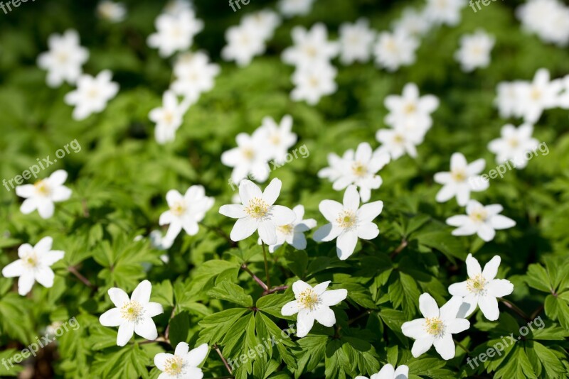 Anemone Flower Spring Forest Free Photos