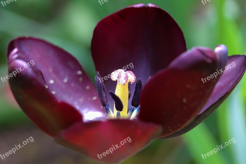 Black Tulip Open Tulip Pistil Orchids That Produce Pollinia Flower