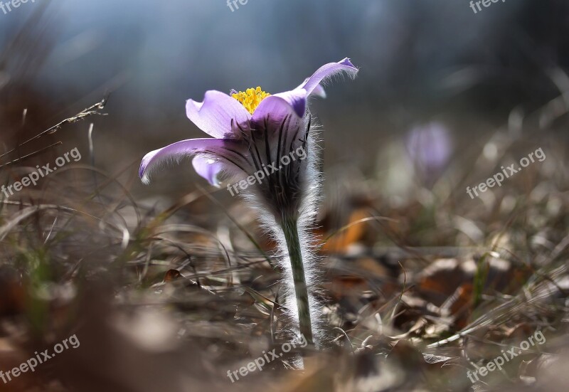 Pulsatilla Grandis Anemone Flower Spring Flower Nature