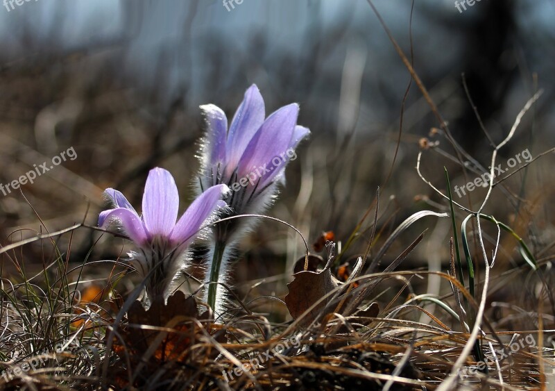 Pulsatilla Grandis Anemone Flower Spring Flower Nature