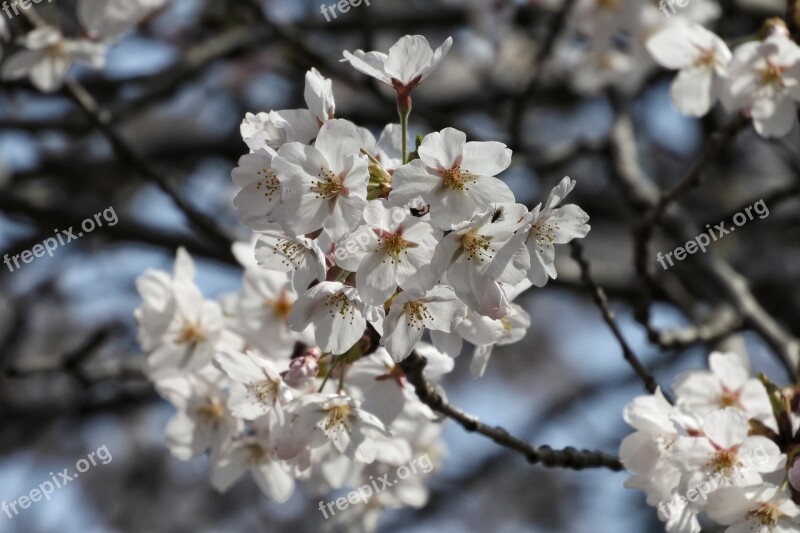 Natural Landscape Tree Wood Flowers