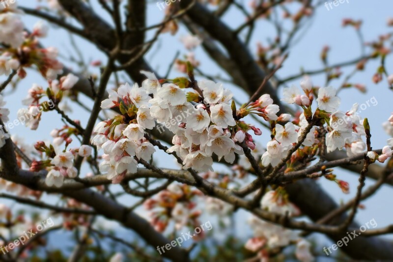 Natural Landscape Wood Tree Flowers