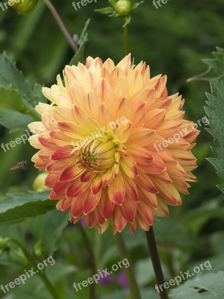 Dahlias Flowers Nature Summer Bicolor