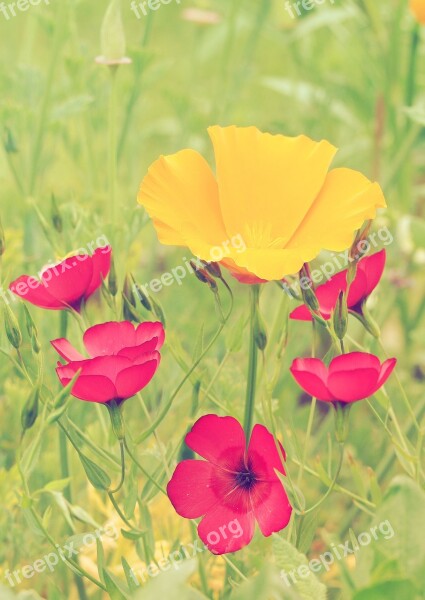 Poppies Lin Red Flowers Plant