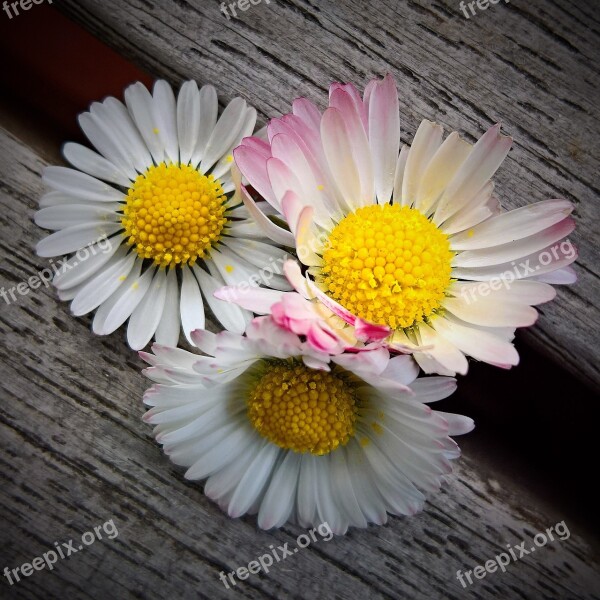 Daisy Bellis Wild Flower Pointed Flower Composites