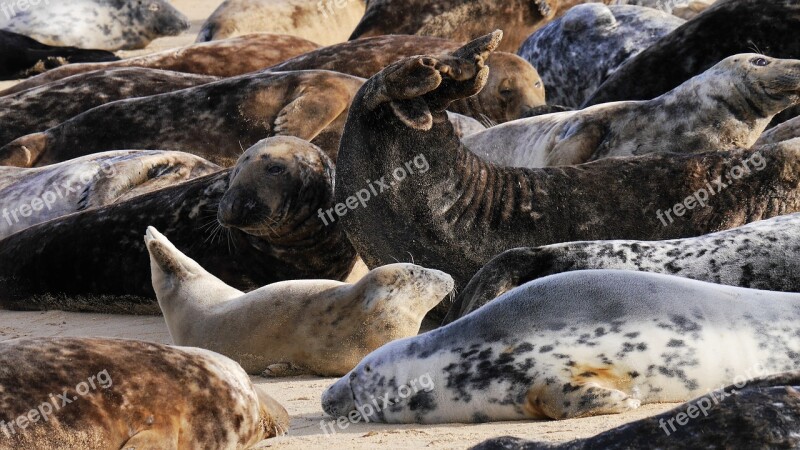 Grey Seals Horsey Beach Young Pup Horsey