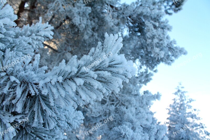 Winter Forest Leann Winter Forest Pine