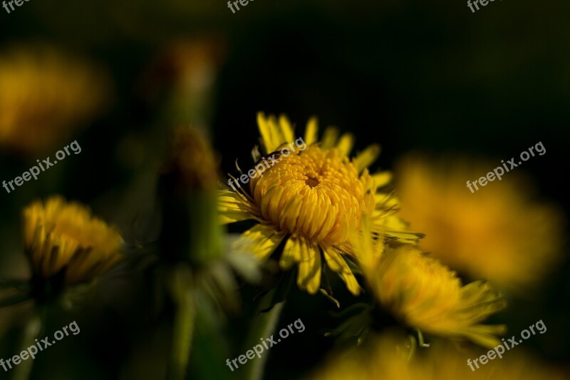 Flower Yellow Dandelion Yellow Flowers Yellow Flower