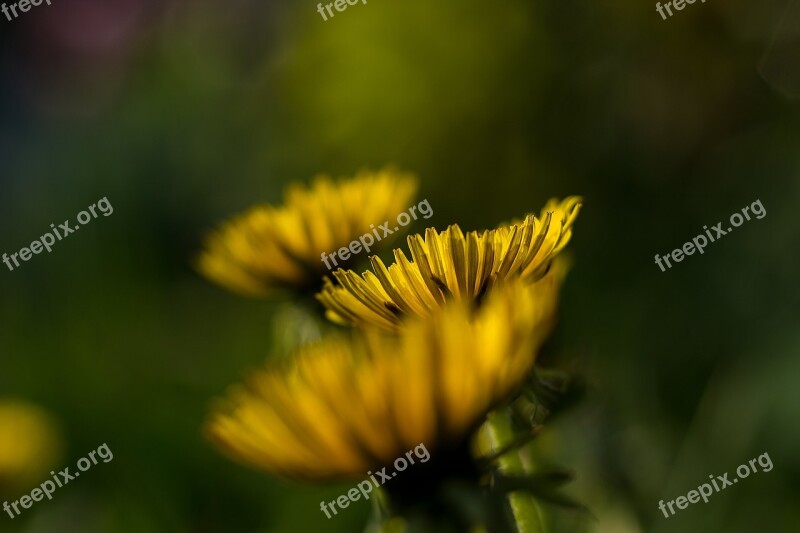 Flower Yellow Dandelion Yellow Flowers Yellow Flower