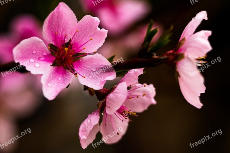 Peach Spring Nature Bloom Blossom