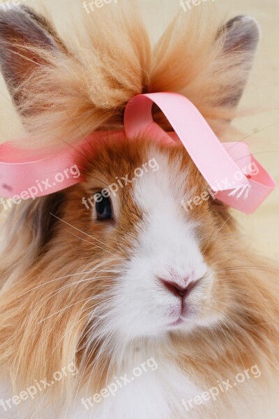 Rabbit Ribbon Bunny Cute Portrait