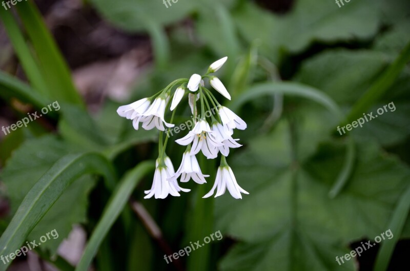 Flowers Perce-neige Spring Nature Plant