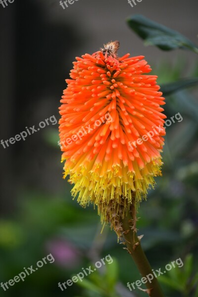 Flower Kniphofia Flora Botany Flowering