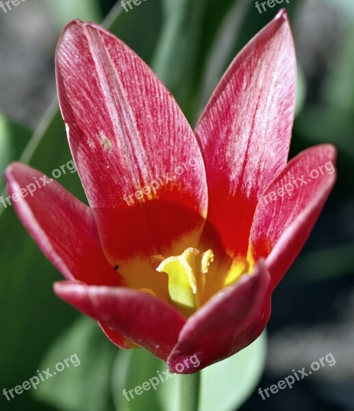 Tulip Red The Interior Of The Stamens Yellow