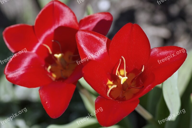 Tulip Red The Interior Of The Stamens Yellow