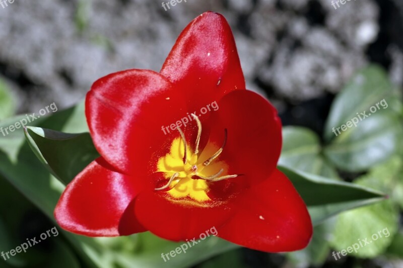 Tulip Red The Interior Of The Stamens Yellow