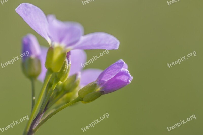 Smock Flower Nature Wild Flowers Macro