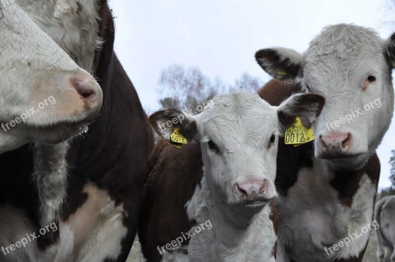 Ko Cow Bovine Calf Free Photos