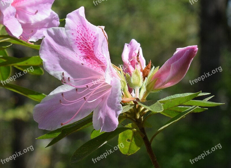 Light Pink Azalea Azalea Flower Blossom Bloom