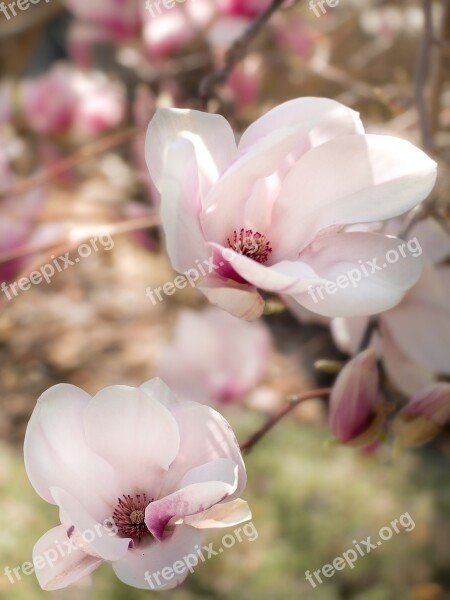 Magnolia Flower Spring Spring Flower A Blossoming Flower