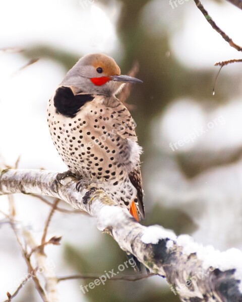 Woodpecker Flicker Bird Winter Wildlife