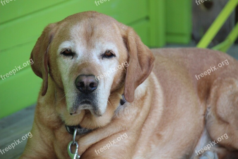 Dog Hybrid Senior Domestic Dog Calm