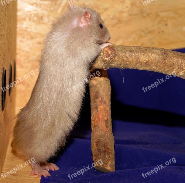 Rat Female Color Rat Tame Nager