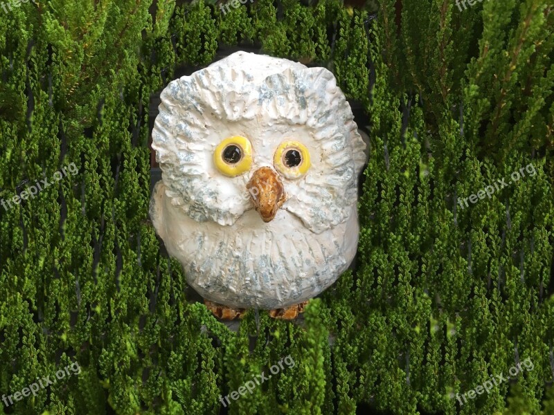 Owl White Weel Sound Close Up