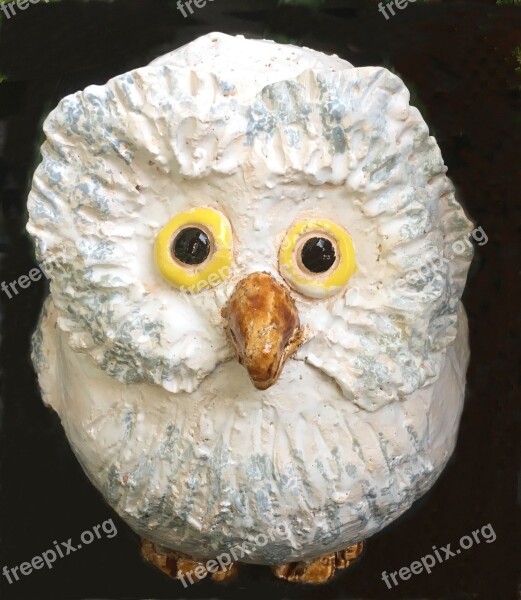 Owl White Weel Sound Close-up Bird