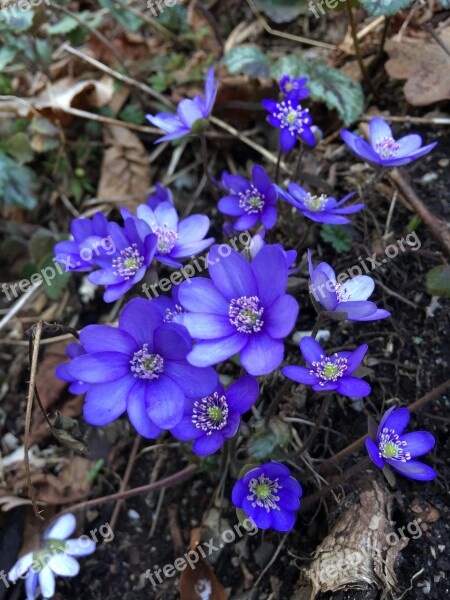 Flowers Spring Nature Anemone Close Up