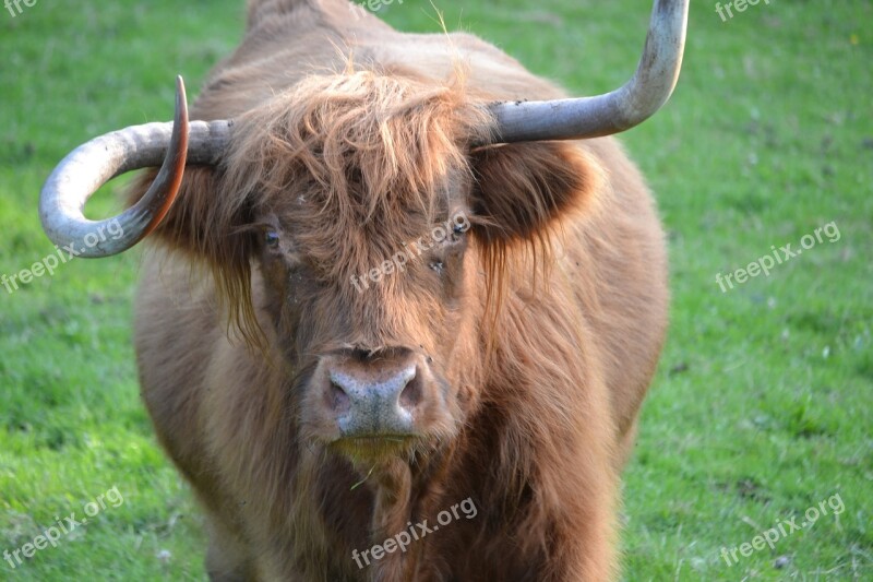 Animals Highland Cattle Highland Beef Agriculture Scottish Highland Cattle