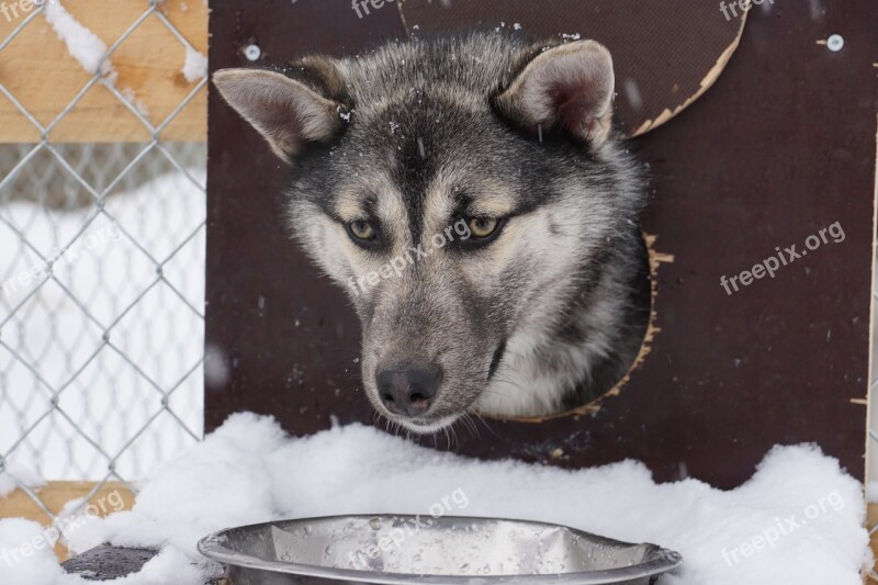 Huskie Husky Dog Free Photos