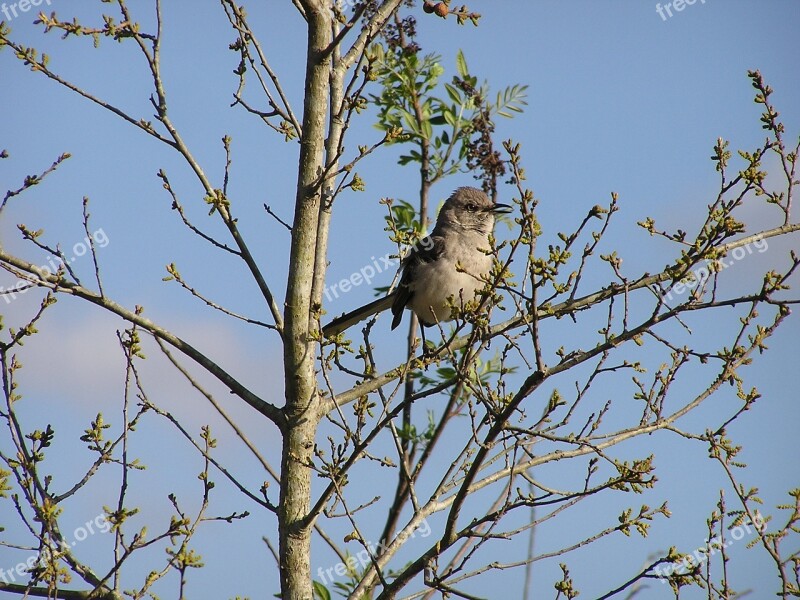 Mockingbird Bird Tree Songbird Florida