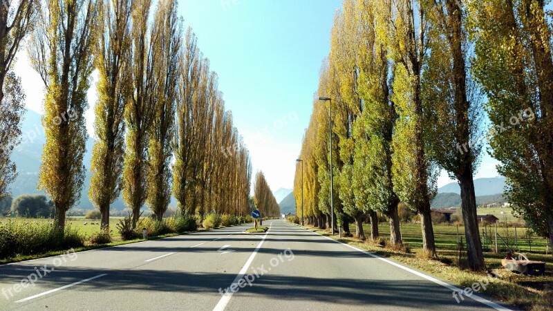 Avenue Road Trees Roadway Straight