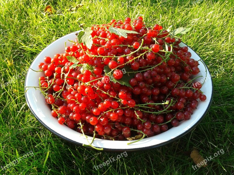 Currant Berry Red Currant Harvest Tasty