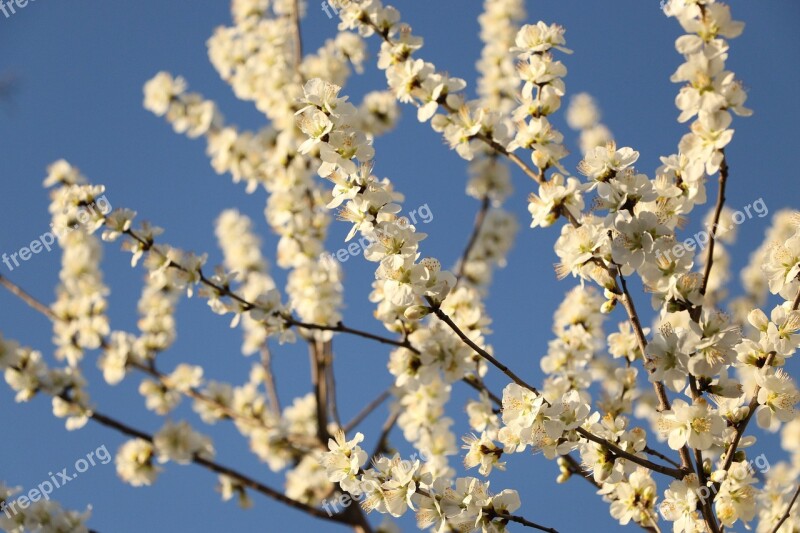 Spring The Year April Pear Free Photos