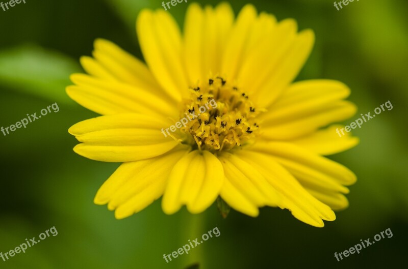 Flower Pistil Macro Free Photos