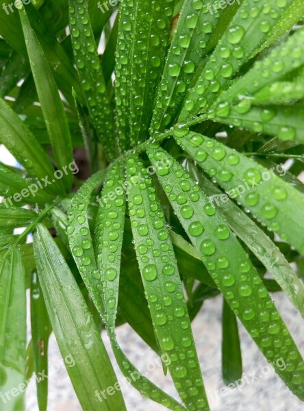 Bamboo Dew Plant Water Droplets Free Photos