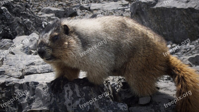 Marmot Canada Animal Rock Alberta