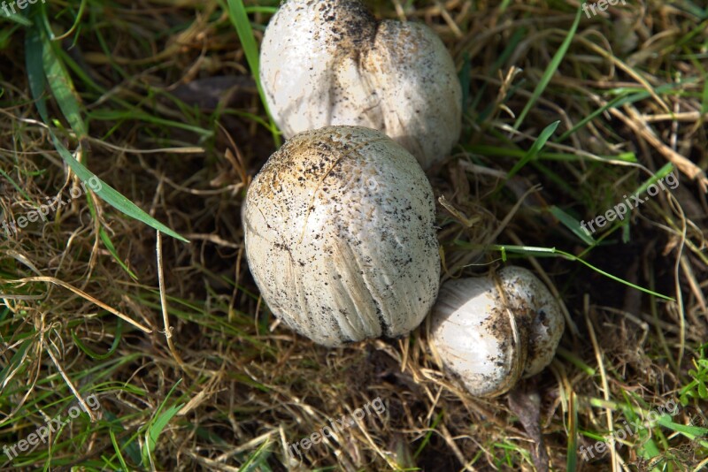 Russula Mushrooms Coprinus Spring Meadow