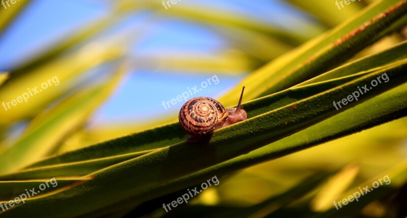 Snail Shell Holly Holly Branch Morgentau